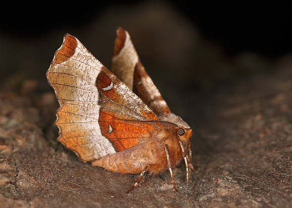 70.239 BF1919 Purple Thorn Selenia tetralunaria
