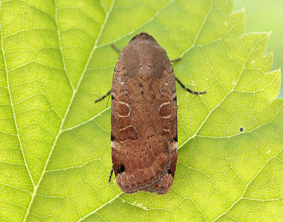 73.344 BF2108 Lunar Yellow Underwing Noctua orbona