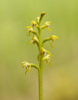 Coralroot Orchid Corallorhiza trifida