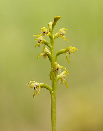 Coralroot Orchid Corallorhiza trifida