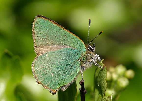 Green Hairstreak Callophrys rubi