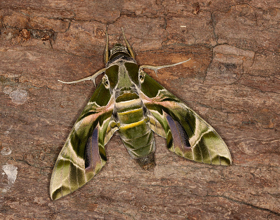 69.011 BF1985 Oleander Hawk-moth Daphnis nerii