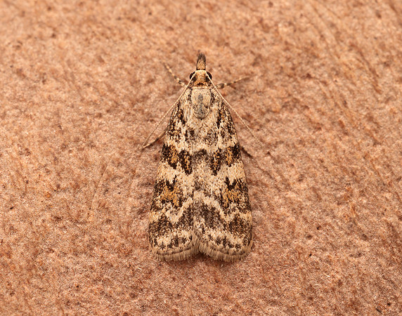 63.066 BF1333 Scoparia pyralella