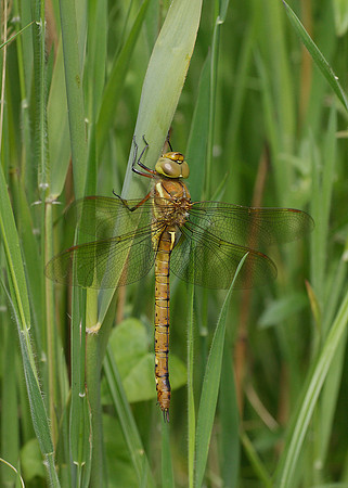 Norfolk Hawker Aeshna isosceles