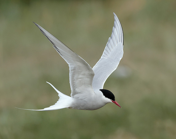 Arctic Tern Sterna paradisaea