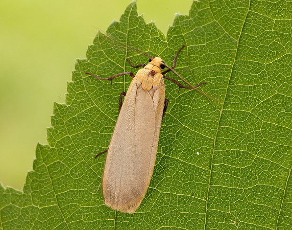 72.043 BF2049 Buff Footman Eilema depressa