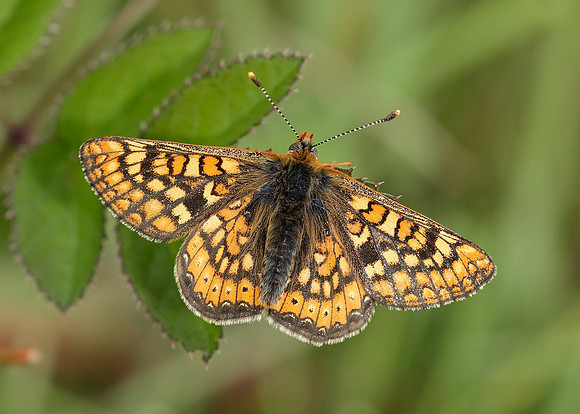 Marsh Fritillary Euphydryas aurinia