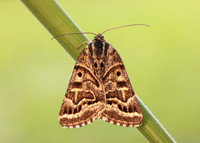 72.084 BF2462 Mother Shipton Euclidia mi