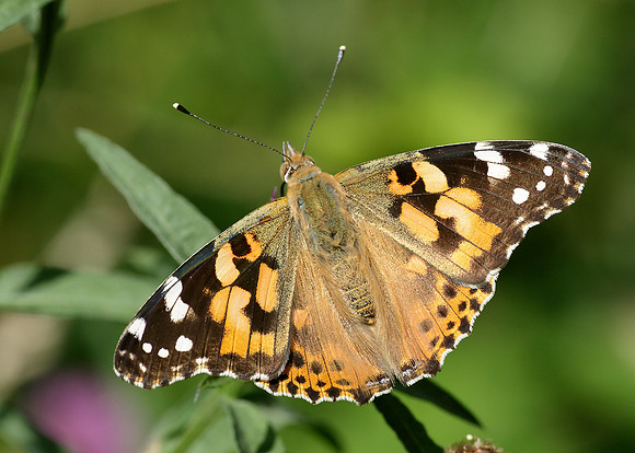 Painted Lady Vanessa cardui