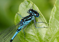 Variable Damselfly Coenagrion pulchellum