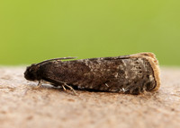 49.357 BF1247 Plum Fruit Moth Grapholita funebrana