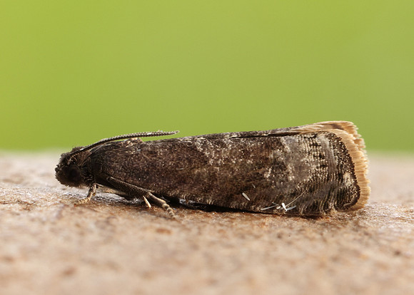 49.357 BF1247 Plum Fruit Moth Grapholita funebrana