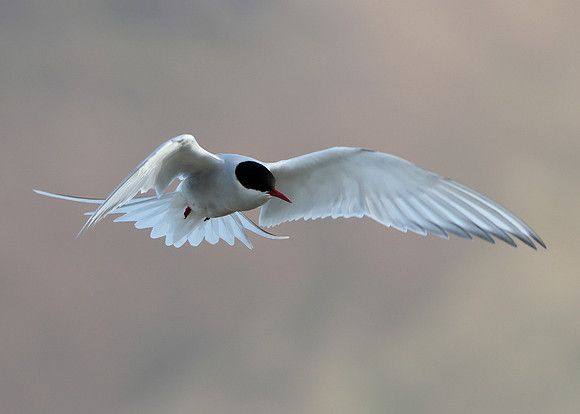 Arctic Tern Sterna paradisaea