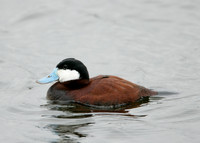 Ruddy Duck Oxyura jamaicensis
