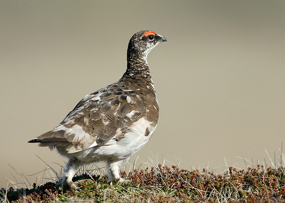 Ptarmigan Lagopus mutus