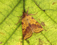 73.181 BF2273 Pink-barred Sallow Xanthia togata