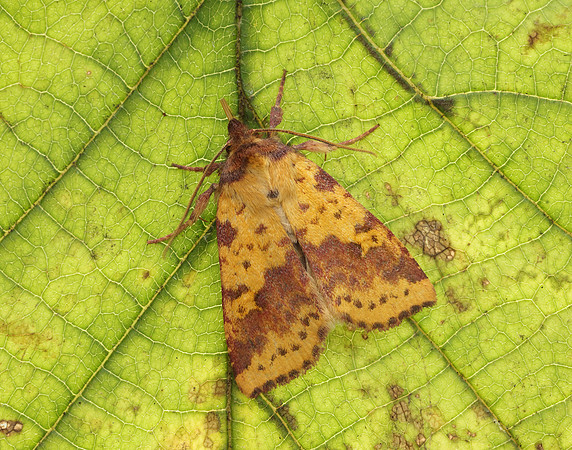 73.181 BF2273 Pink-barred Sallow Xanthia togata