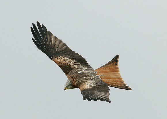 Red Kite Milvus milvus