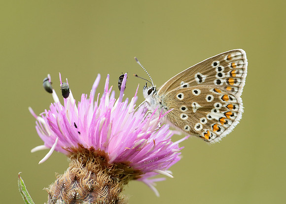 Common Blue Polyommatus icarus