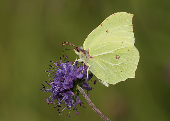 Brimstone Gonepteryx rhamni