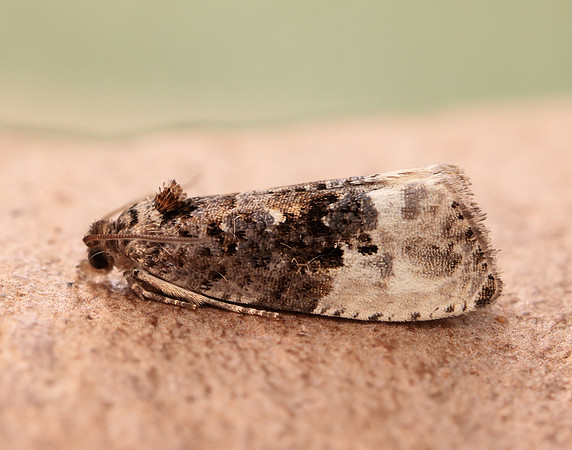 49.156 BF1083 Marbled Orchard Tortrix Hedya nubiferana