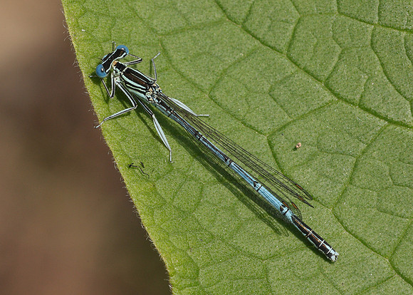 White-legged Damselfly Platycnemis pennipes