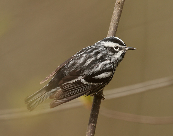 Black & White Warbler Mniotilta varia