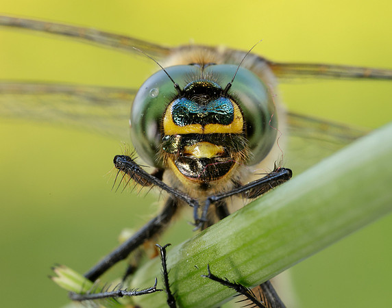 Brilliant Emerald Somatochlora metallica