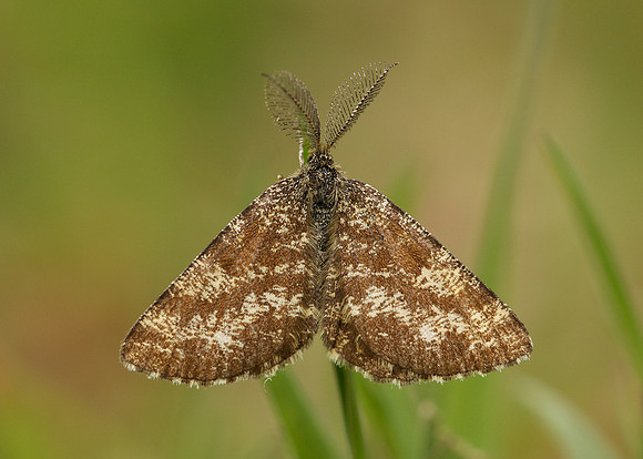 70.275 BF1952 Common Heath Ematurga atomaria atomaria