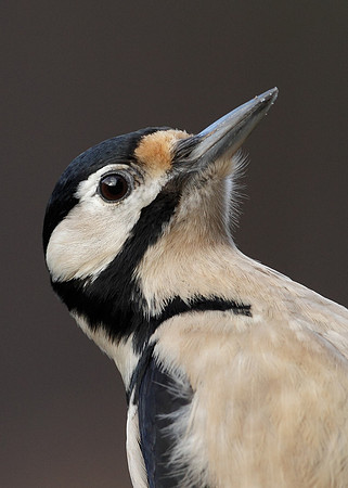 Great Spotted Woodpecker Dendrocopus major