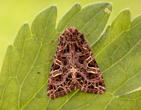 73.276 BF2166 Campion Sideridis rivularis