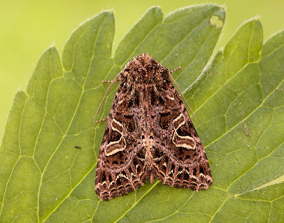 73.276 BF2166 Campion Sideridis rivularis