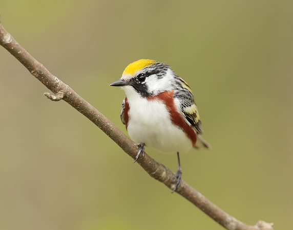 Chestnut-sided Warbler Setophaga pensylvanica