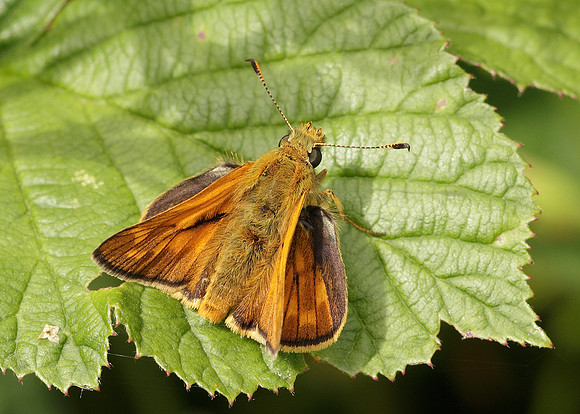 Large Skipper Ochlodes venata