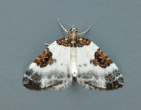 70.084 BF1766 Blue-bordered Carpet Plemyria rubiginata