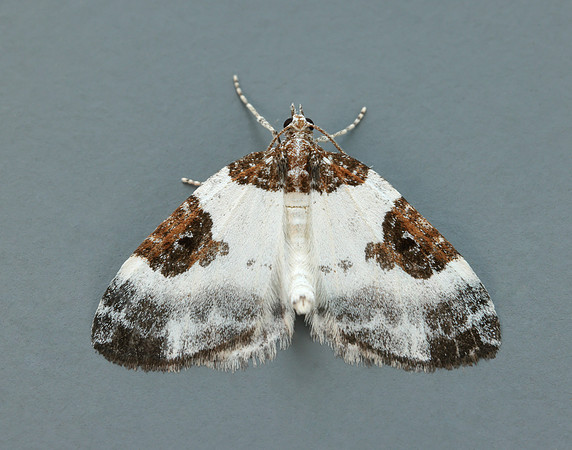 70.084 BF1766 Blue-bordered Carpet Plemyria rubiginata