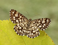 70.218 BF1894 Latticed Heath Chiasmia clathrata