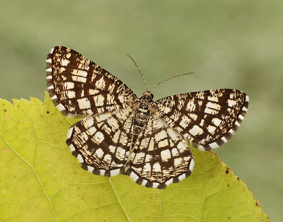 70.218 BF1894 Latticed Heath Chiasmia clathrata