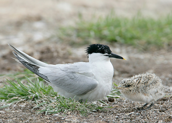 Sandwich Tern Sterna sandvicensis