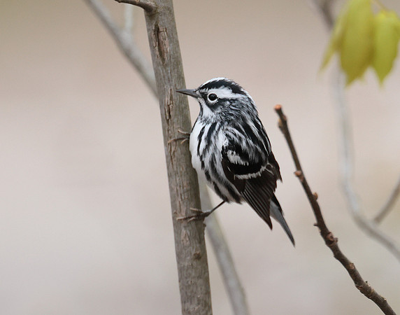 Black & White Warbler Mniotilta varia