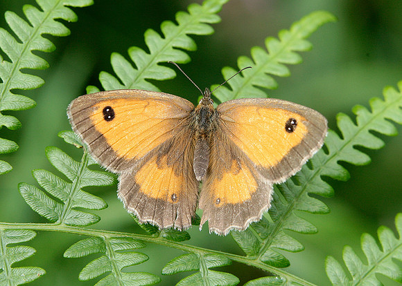 Gatekeeper Pyronia tithonus
