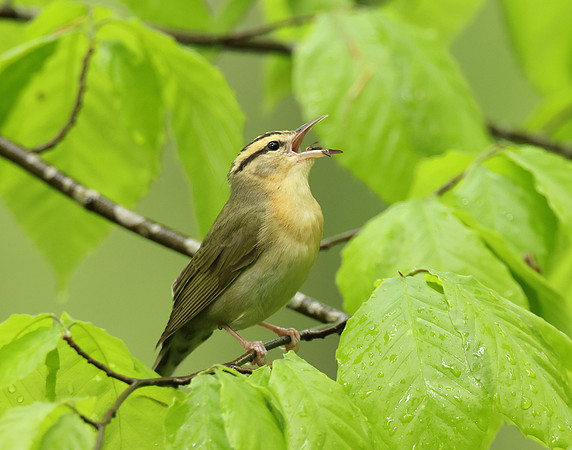 Worm-eating Warbler Helmitheros vermivorum