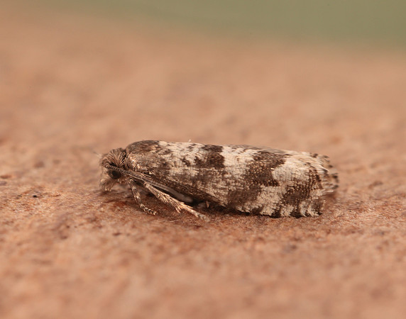 49.201 BF1117 Ancylis unguicella