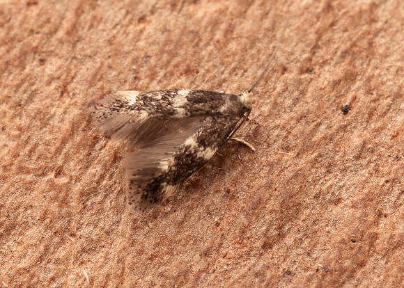 38.030 BF601 Elachista albifrontella