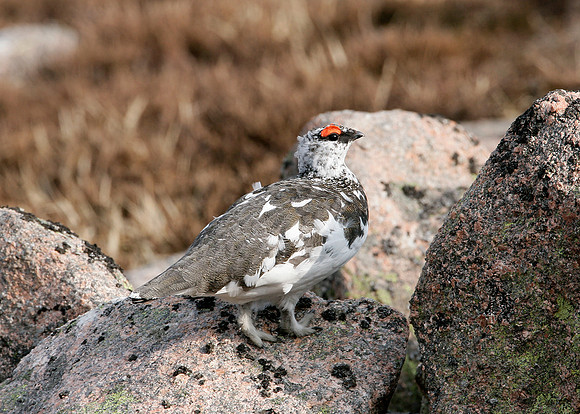 Ptarmigan Lagopus mutus