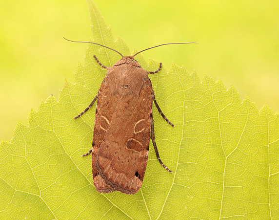 73.344 BF2108 Lunar Yellow Underwing Noctua orbona