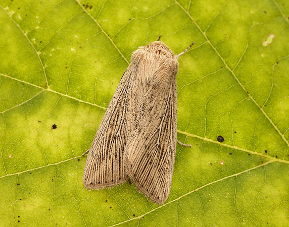 73.302 BF2204 Obscure Wainscot Leucania obsoleta