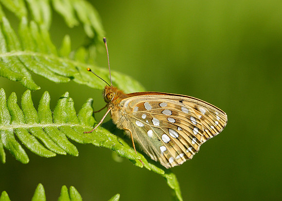 Dark Green fritillary Argynnis aglaja