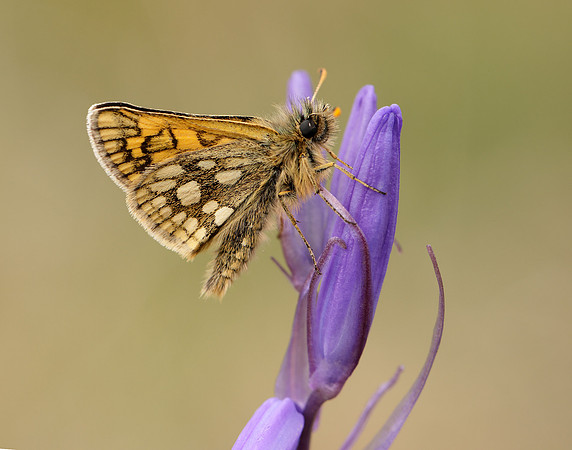 Chequered Skipper Carterocephalus palaemon