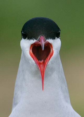 Arctic Tern Sterna paradisaea